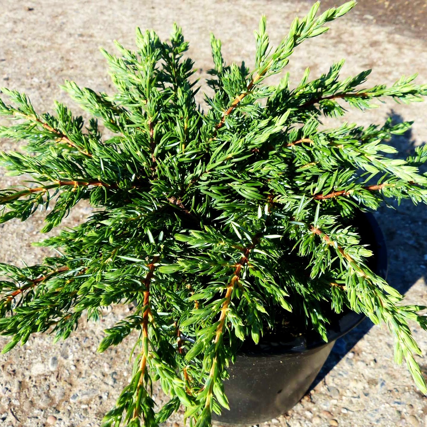 Kriech-Wacholder 'Repanda' (Juniperus com.)