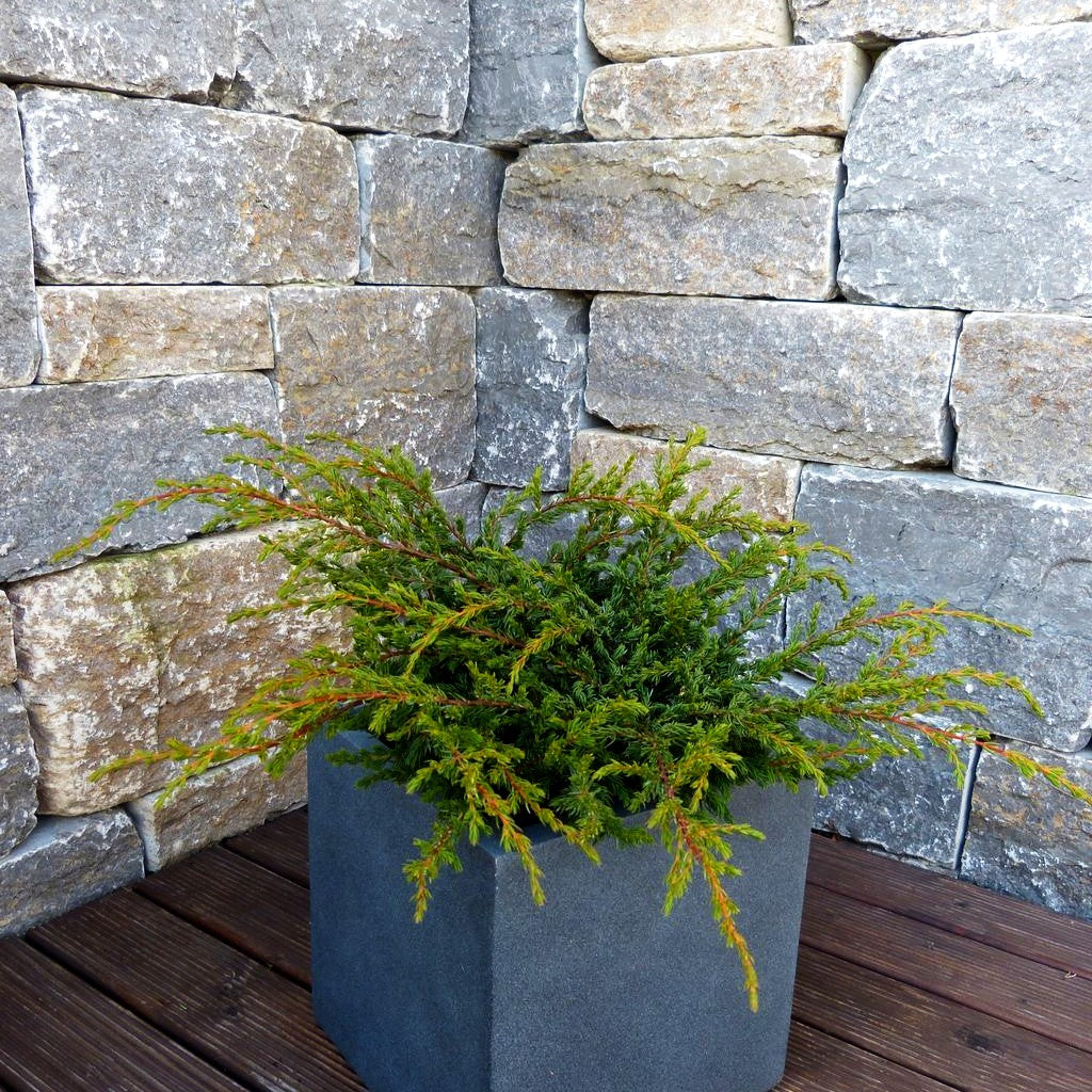 Kriech-Wacholder 'Repanda' (Juniperus com.)