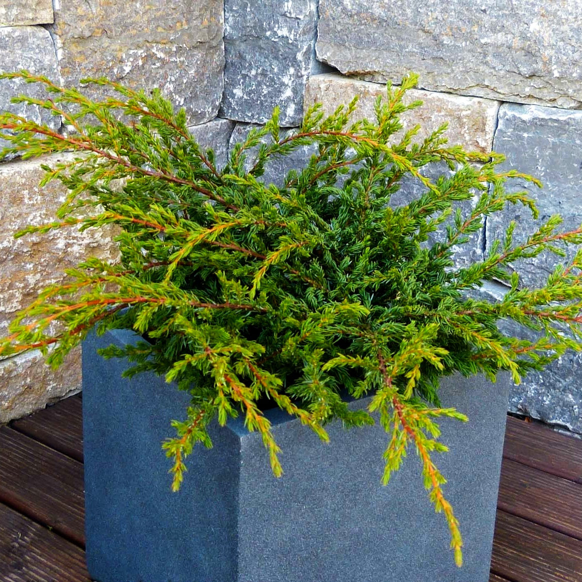 Kriech-Wacholder 'Repanda' (Juniperus com.)