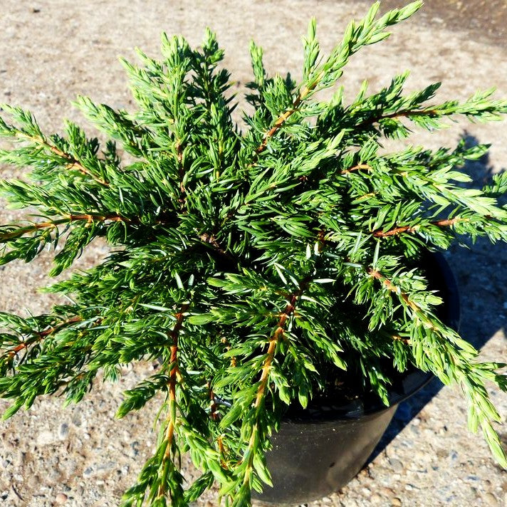 Kriech-Wacholder 'Repanda' (Juniperus com.)