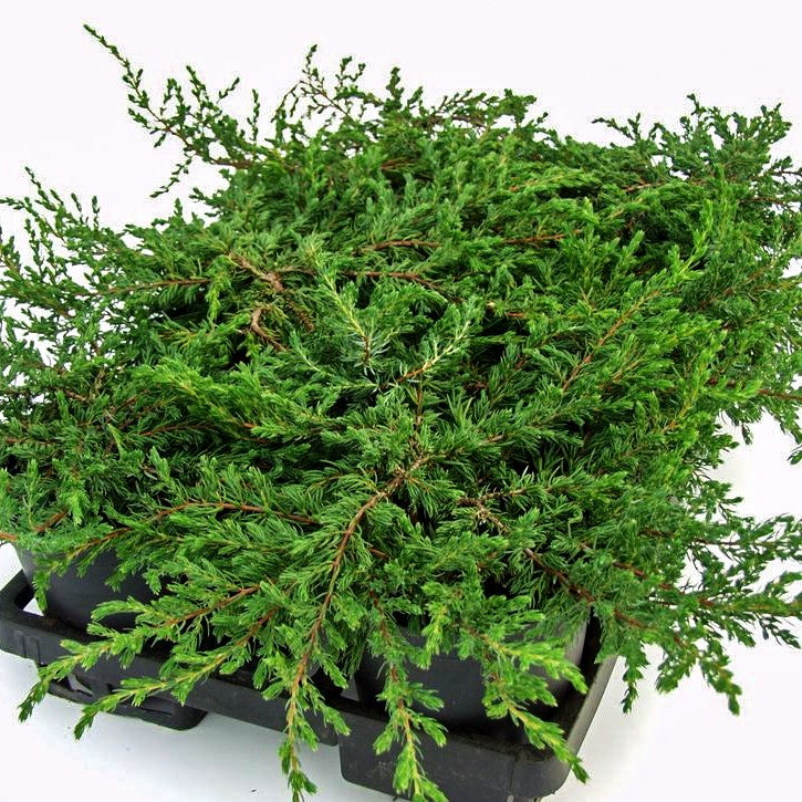 Kriech-Wacholder 'Repanda' (Juniperus com.)