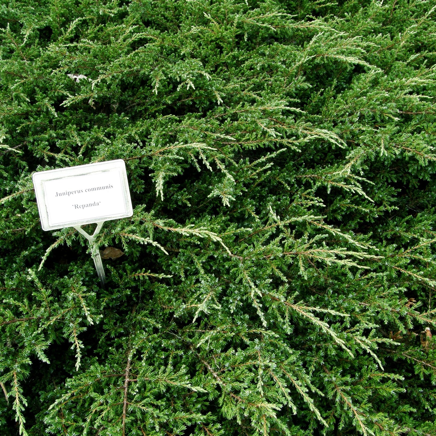 Kriech-Wacholder 'Repanda' (Juniperus com.)
