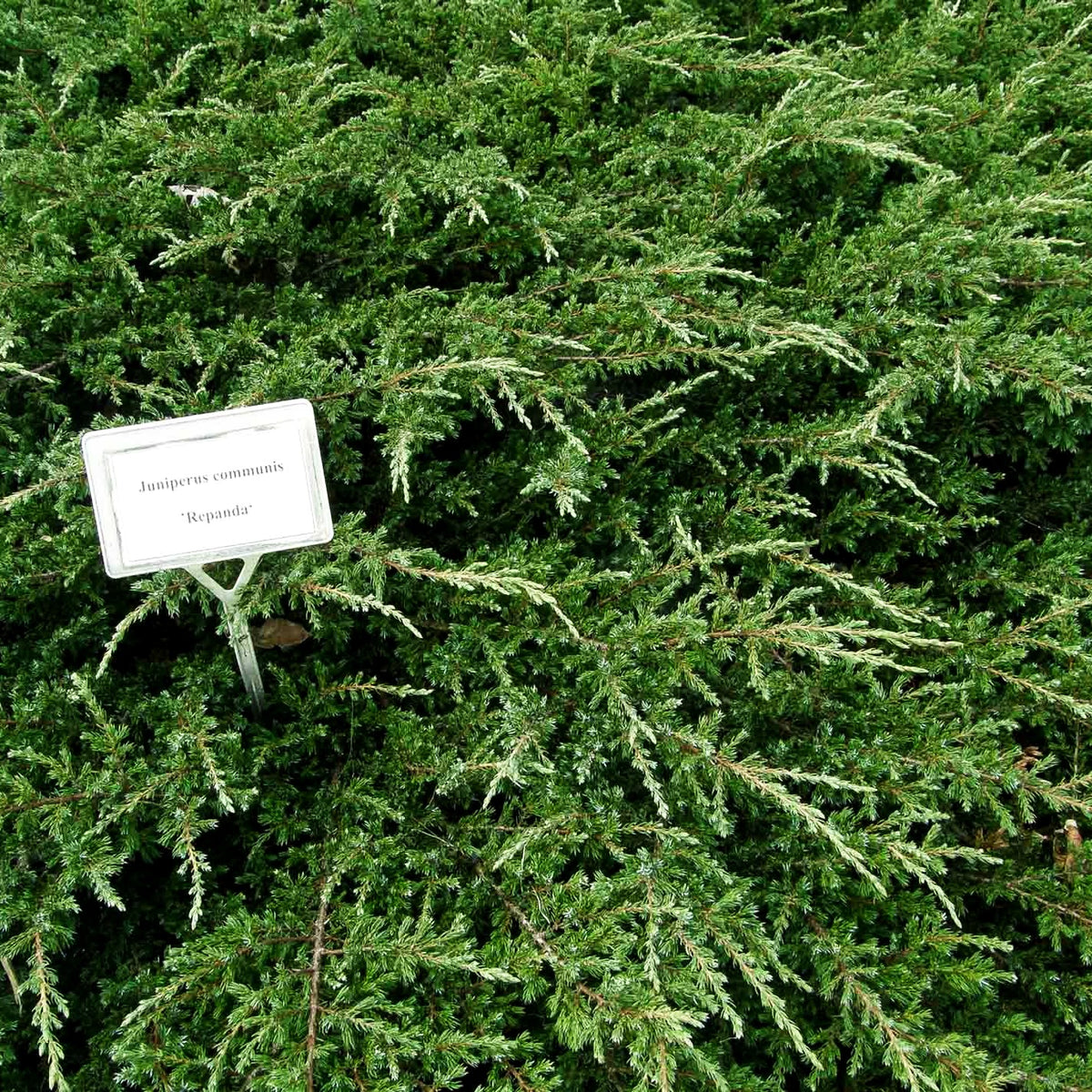Kriech-Wacholder 'Repanda' (Juniperus com.)
