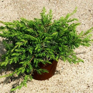 Kriech-Wacholder 'Slager' (Juniperus conferta)