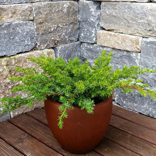 Kriech-Wacholder 'Slager' (Juniperus conferta)