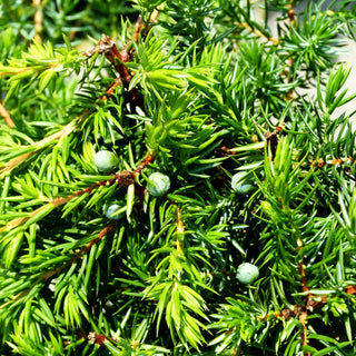 Kriech-Wacholder 'Slager' (Juniperus conferta)