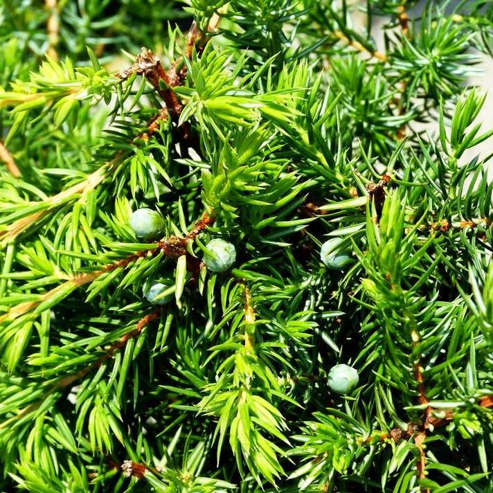 Kriech-Wacholder 'Slager' (Juniperus conferta)