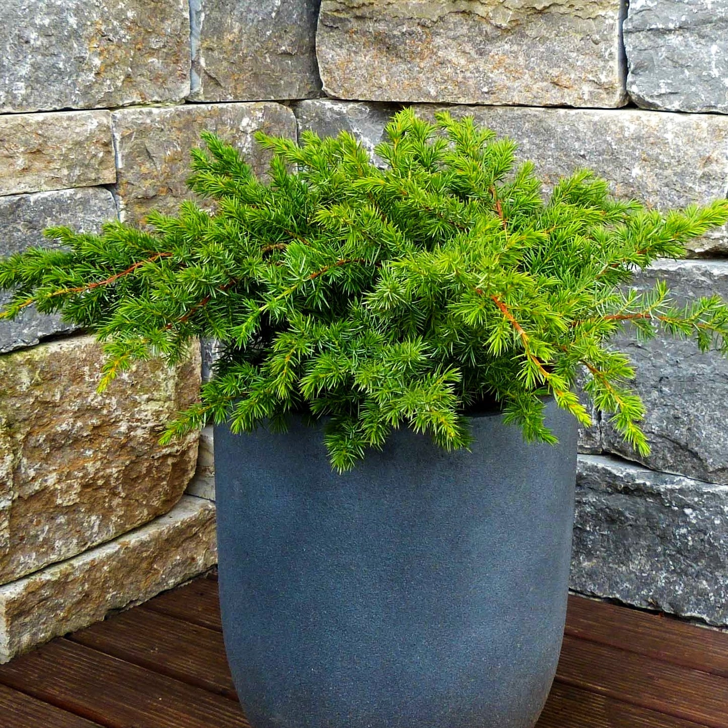 Kriech-Wacholder 'Slager' (Juniperus conferta)
