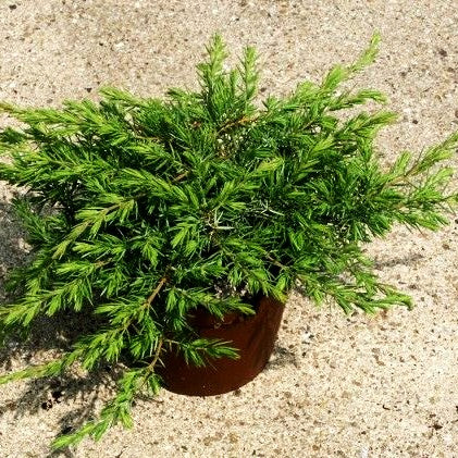 Kriech-Wacholder 'Slager' (Juniperus conferta)