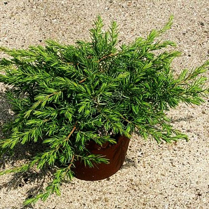 Kriech-Wacholder 'Slager' (Juniperus conferta)