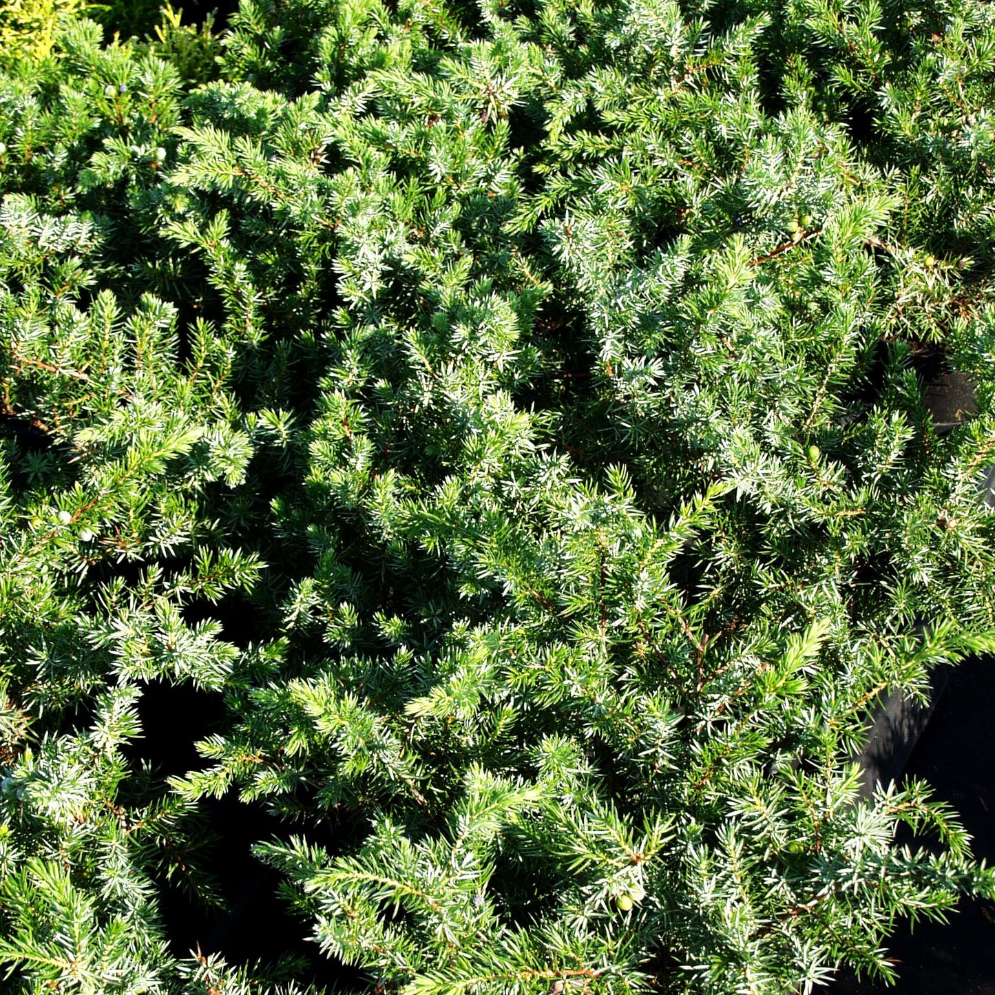 Kriech-Wacholder 'Slager' (Juniperus conferta)