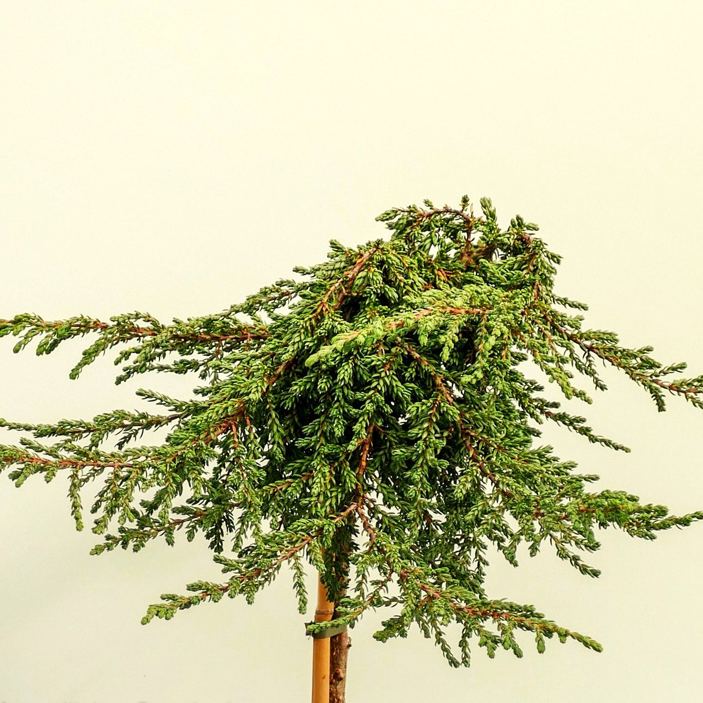 Kriech-Wacholder 'Zeal' (Juniperus com.)