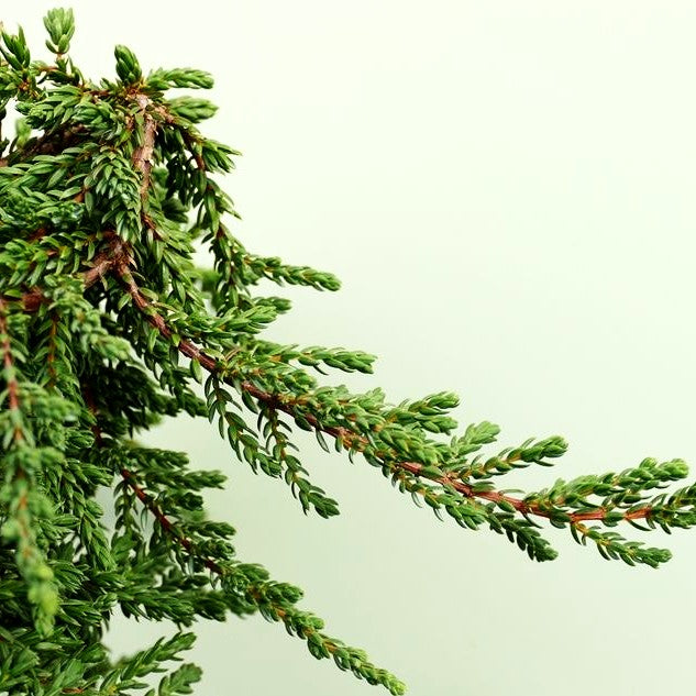 Kriech-Wacholder 'Zeal' (Juniperus com.)