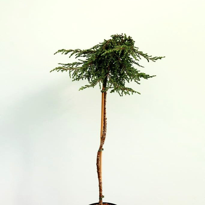 Kriech-Wacholder 'Zeal' (Juniperus com.)