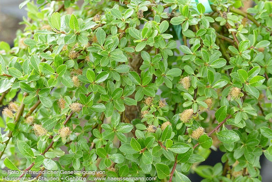 Kriech-Weide (Salix x simulatrix)