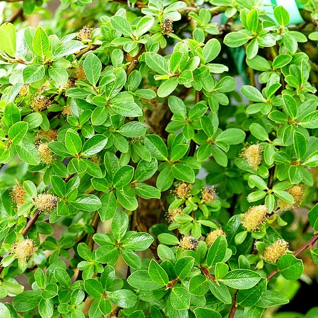 Kriech-Weide (Salix x simulatrix)