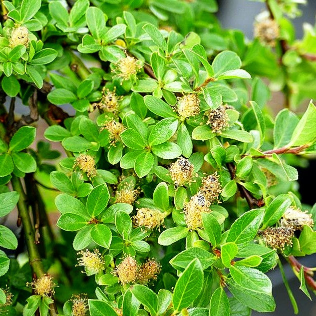 Kriech-Weide (Salix x simulatrix)