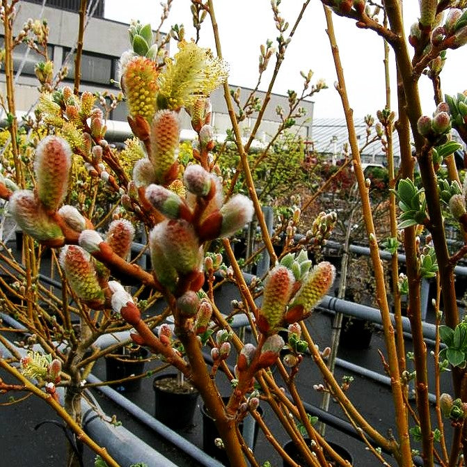 Kriech-Weide (Salix x tetrapla)