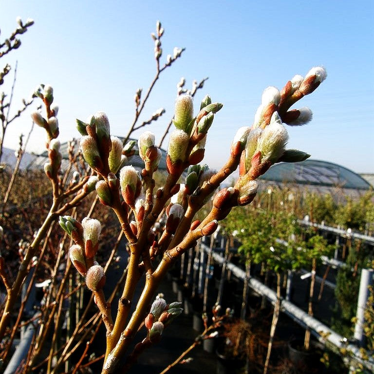 Kriech-Weide (Salix x tetrapla)