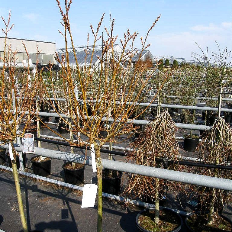 Kriech-Weide (Salix x tetrapla)