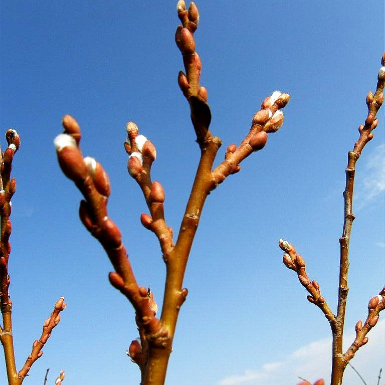 Kriech-Weide (Salix x tetrapla)