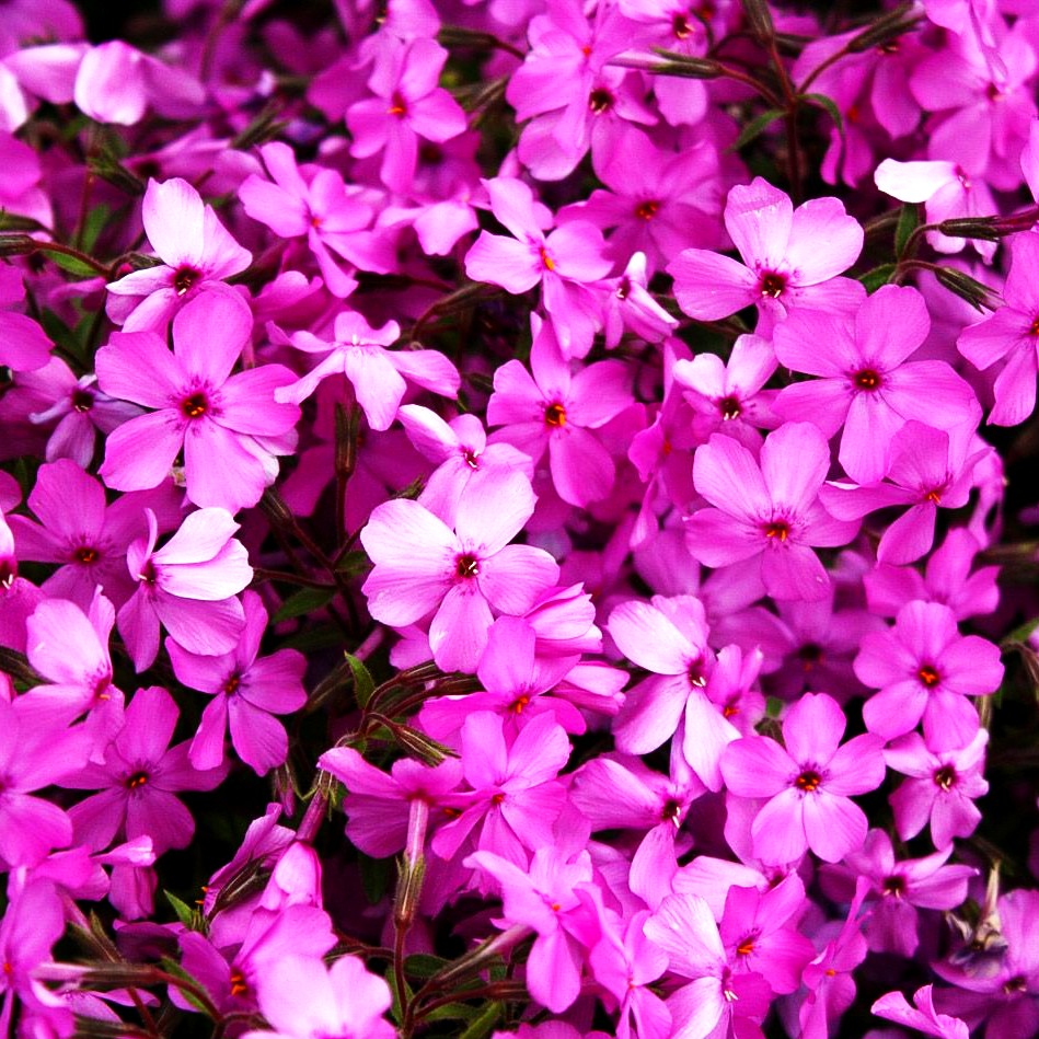 Kriechende Flammenblume 'Rosea' (Phlox x procumbens)