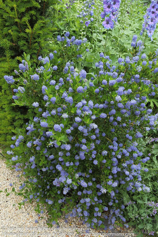 Kriechende Säckelblume (Ceanothus thyrsiflorus repens)
