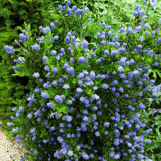 Kriechende Säckelblume (Ceanothus thyrsiflorus repens)