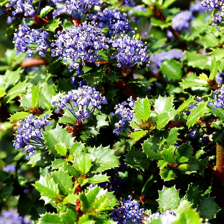 Kriechende Säckelblume 'Emily Brown' (Ceanothus gloriosus)