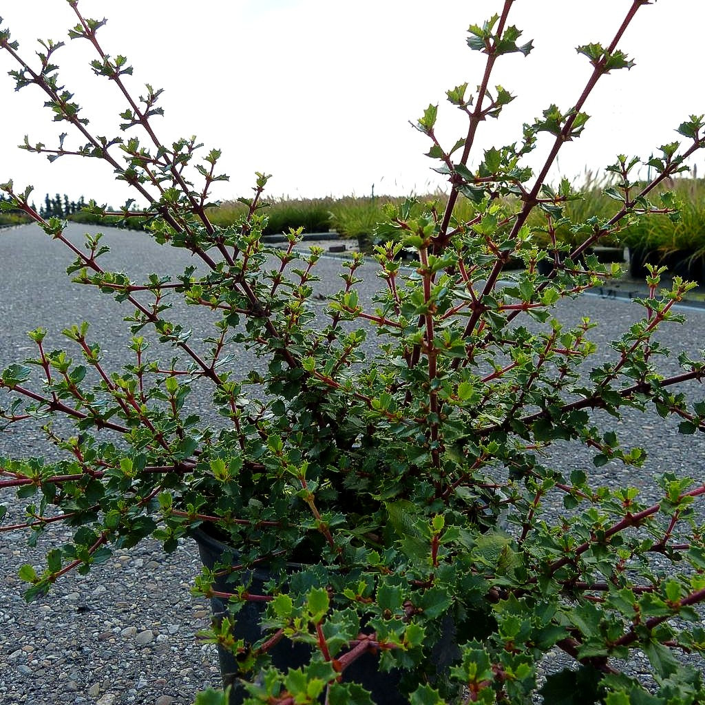 Kriechende Säckelblume 'Emily Brown' (Ceanothus gloriosus)
