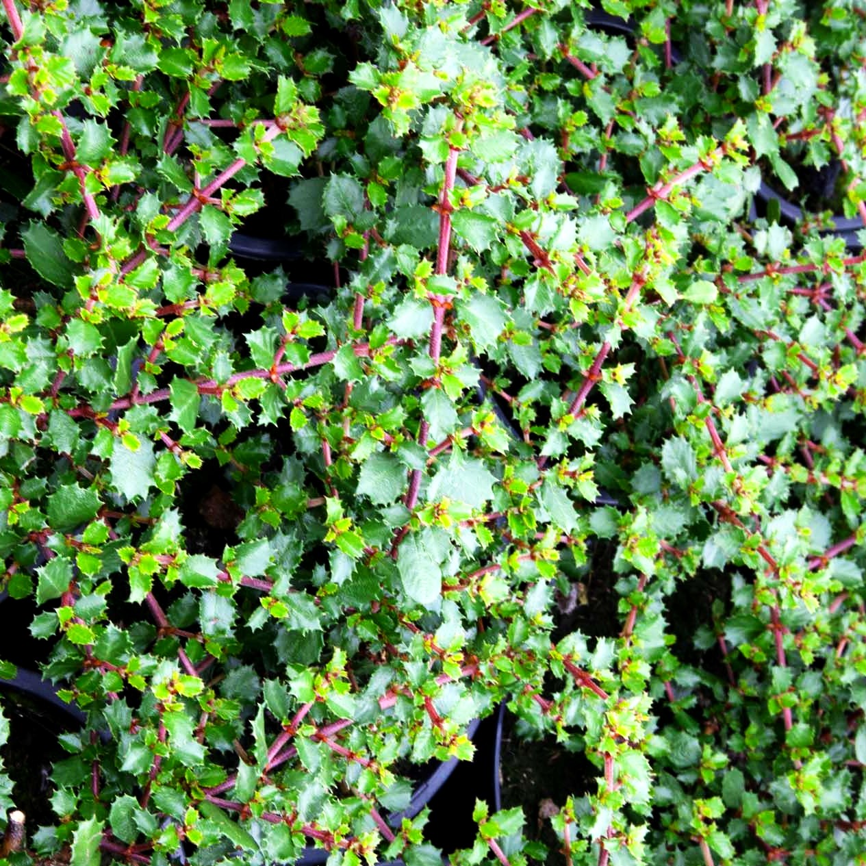 Kriechende Säckelblume 'Emily Brown' (Ceanothus gloriosus)