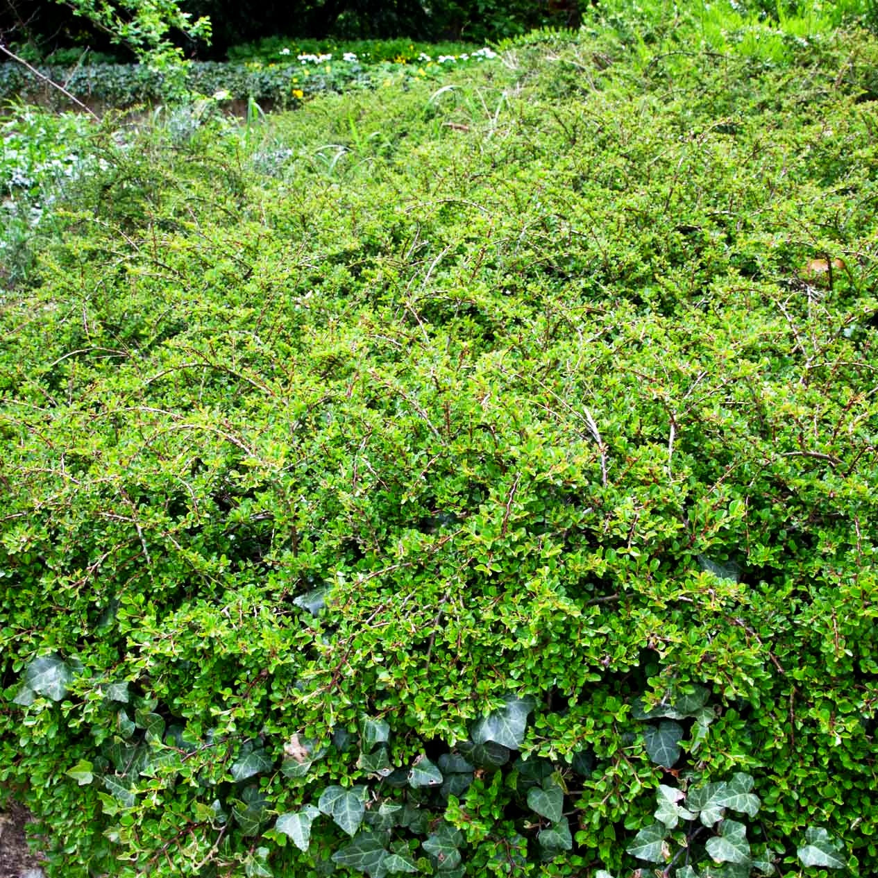 Kriechende Zwergmispel (Cotoneaster adpressus)