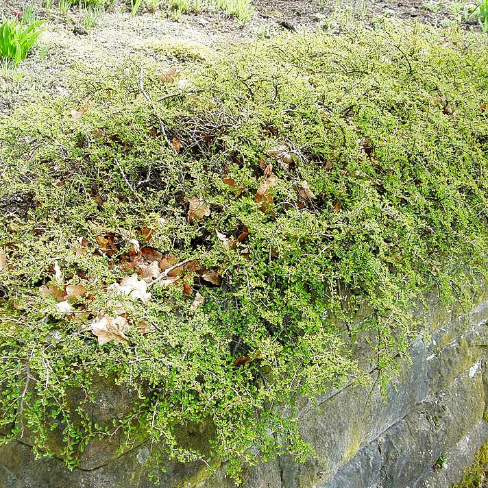 Kriechende Zwergmispel (Cotoneaster adpressus)