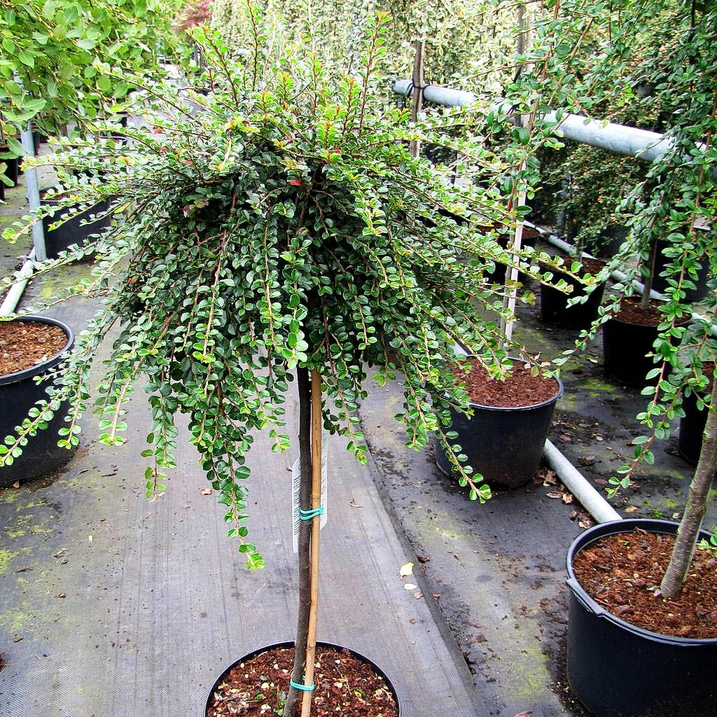 Kriechende Zwergmispel 'Little Gem' (Cotoneaster adpressus)