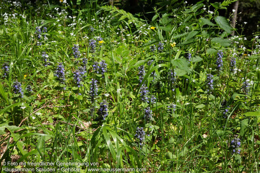 Kriechender Günsel (Ajuga reptans)