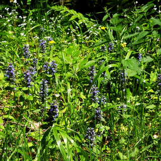 Kriechender Günsel (Ajuga reptans)