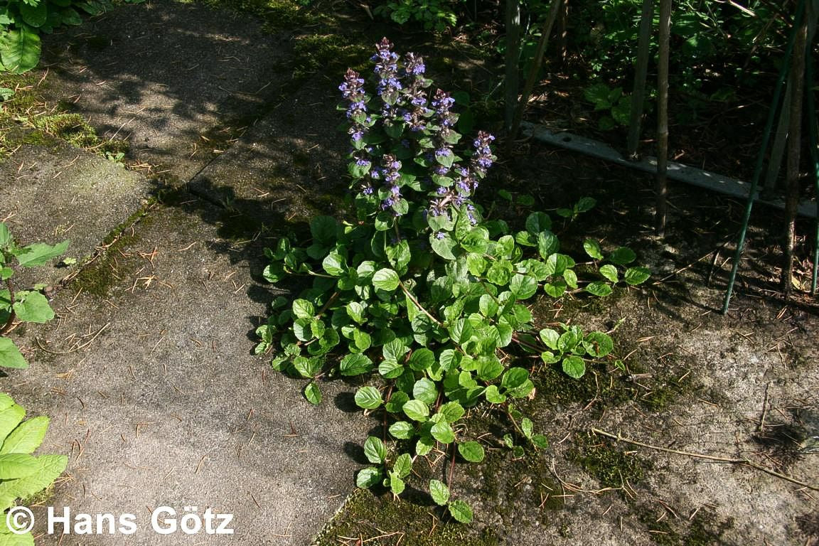 Kriechender Günsel (Ajuga reptans)