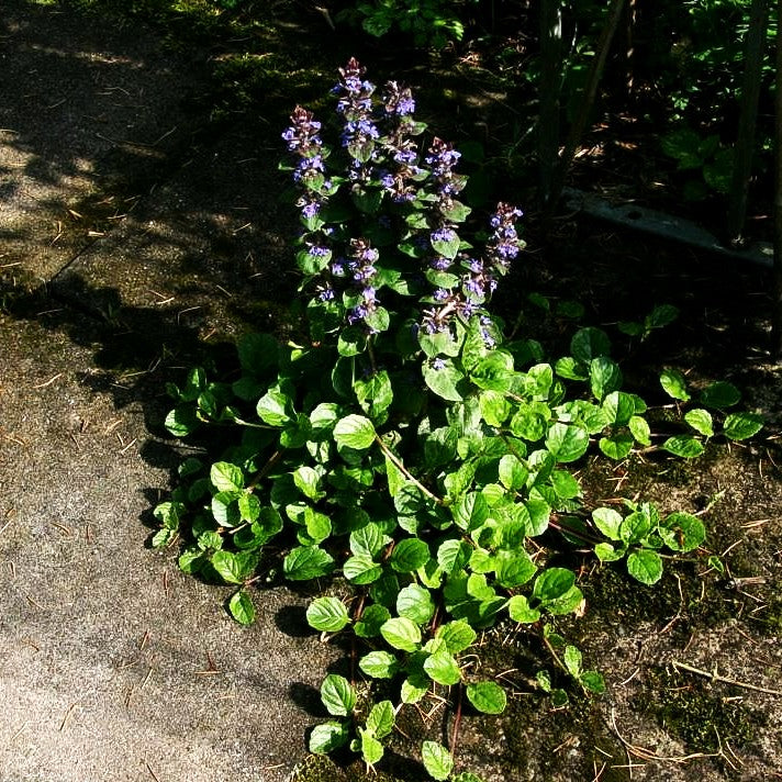 Kriechender Günsel (Ajuga reptans)