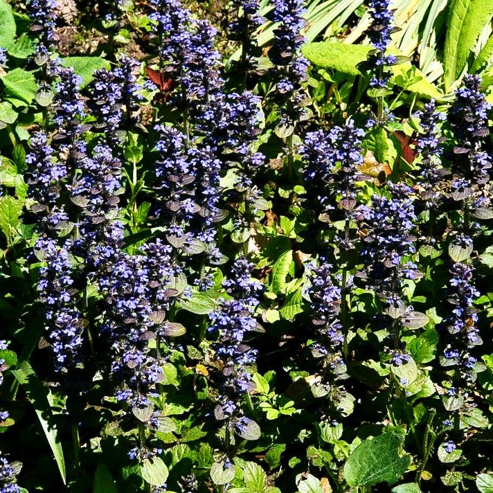 Kriechender Günsel (Ajuga reptans)