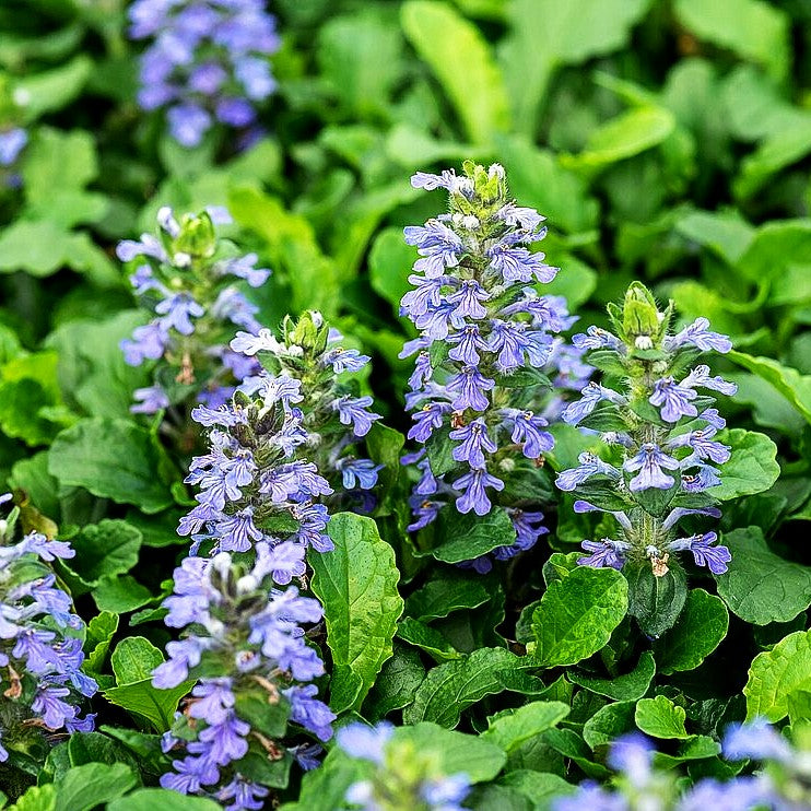 Kriechender Günsel (Ajuga reptans) kaufen – pflanzenmax.de