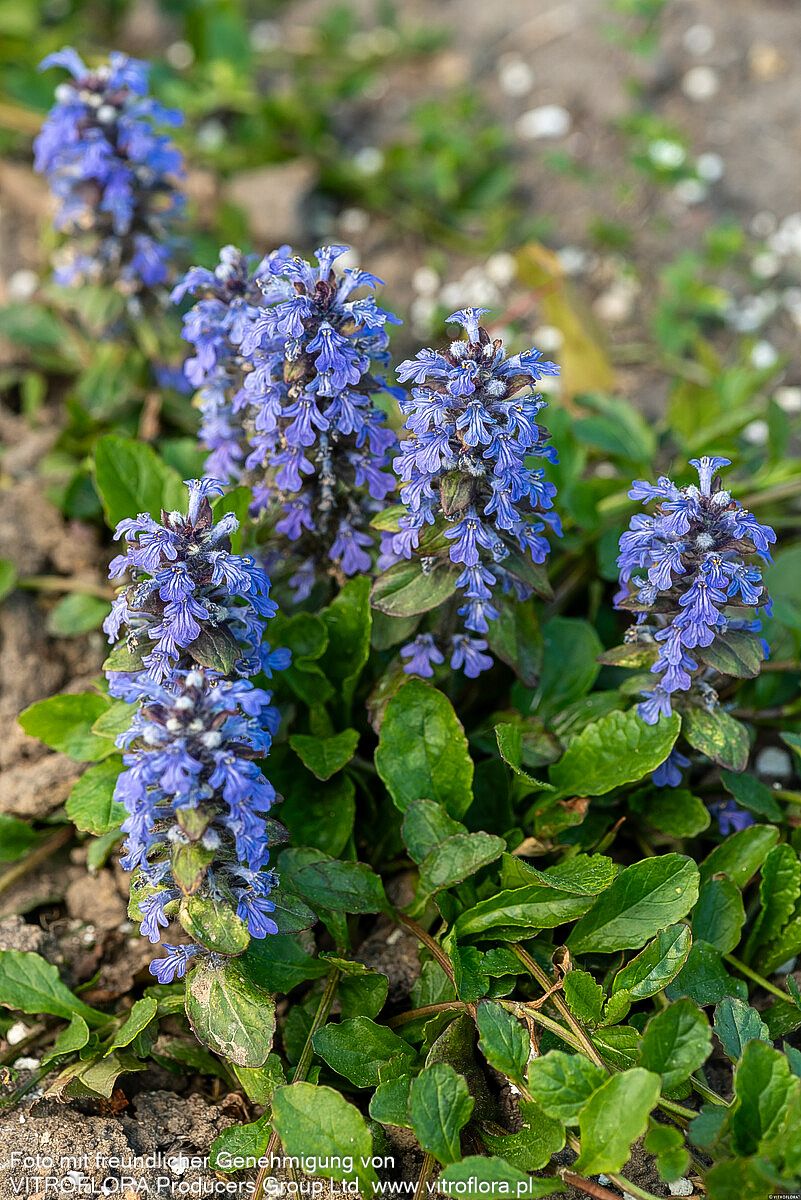 Kriechender Günsel (Ajuga reptans)