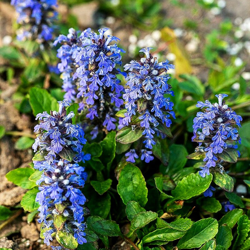 Kriechender Günsel (Ajuga reptans)
