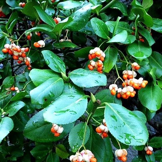 Kriechspindel 'Vegetus' (Euonymus fortunei)