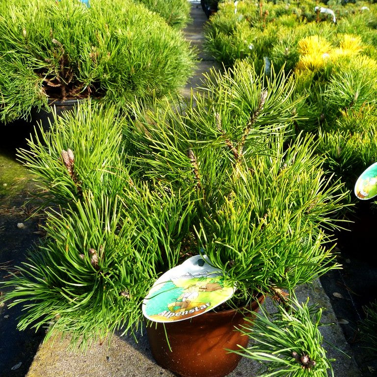 Krummholz-Kiefer (Pinus mugo mughus)