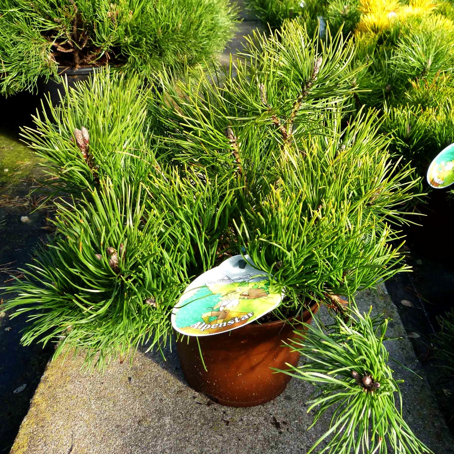 Krummholz-Kiefer (Pinus mugo mughus)