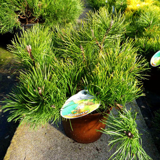 Krummholz-Kiefer (Pinus mugo mughus)