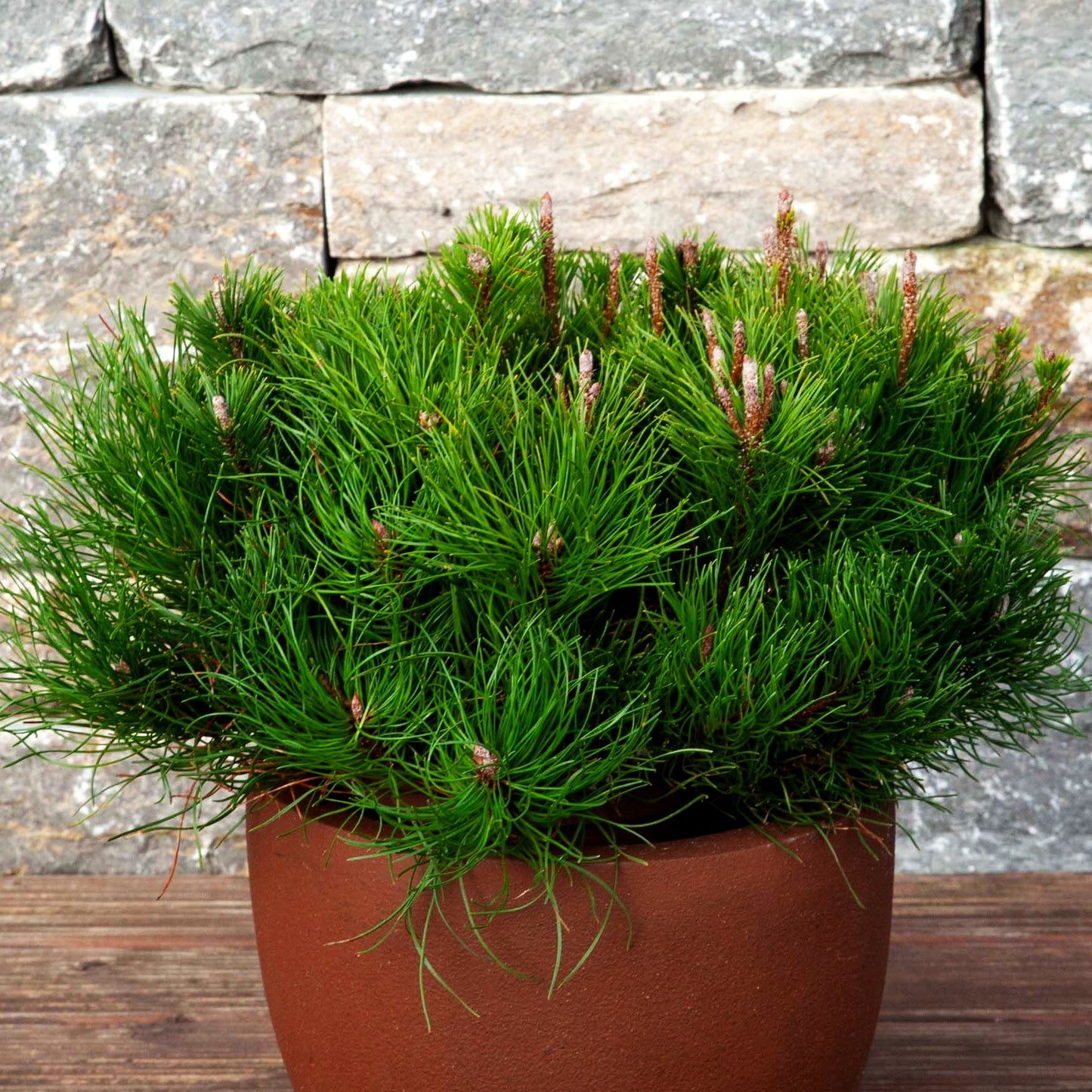 Krummholz-Kiefer (Pinus mugo mughus)