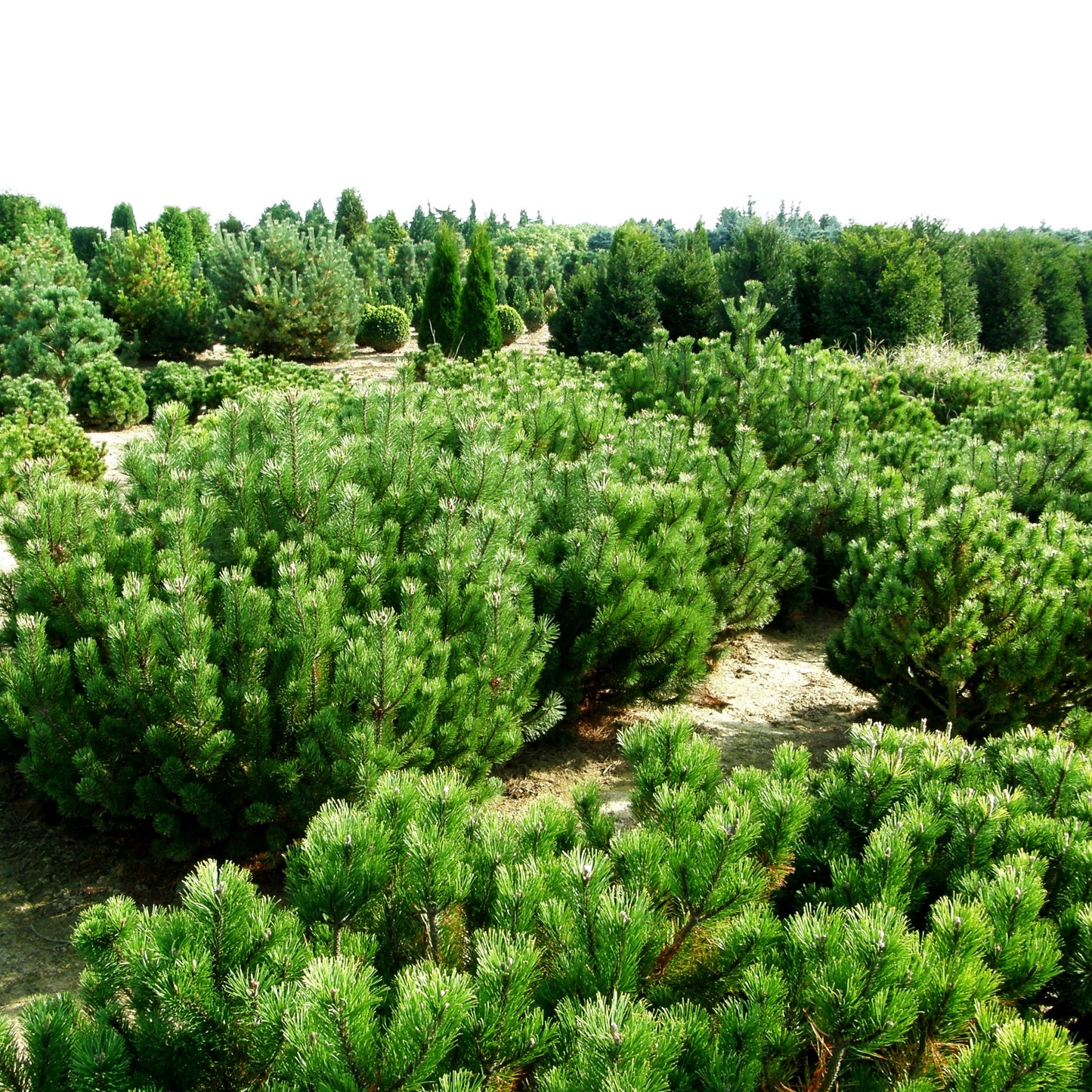 Krummholz-Kiefer (Pinus mugo mughus)