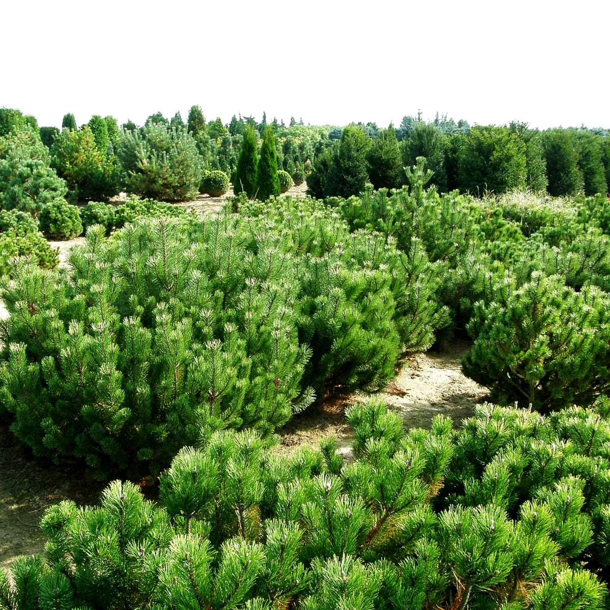 Krummholz-Kiefer (Pinus mugo mughus)