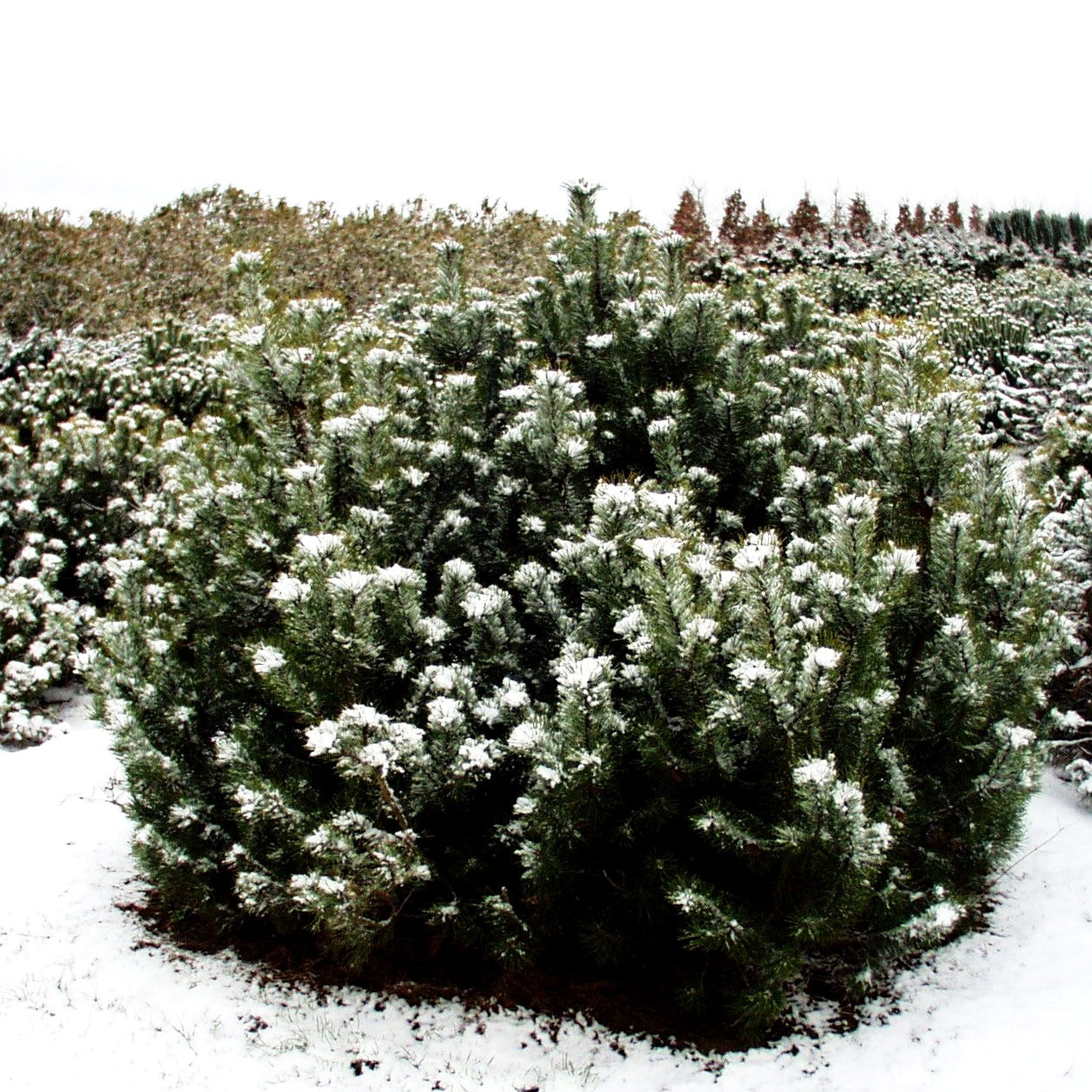 Krummholz-Kiefer (Pinus mugo mughus)